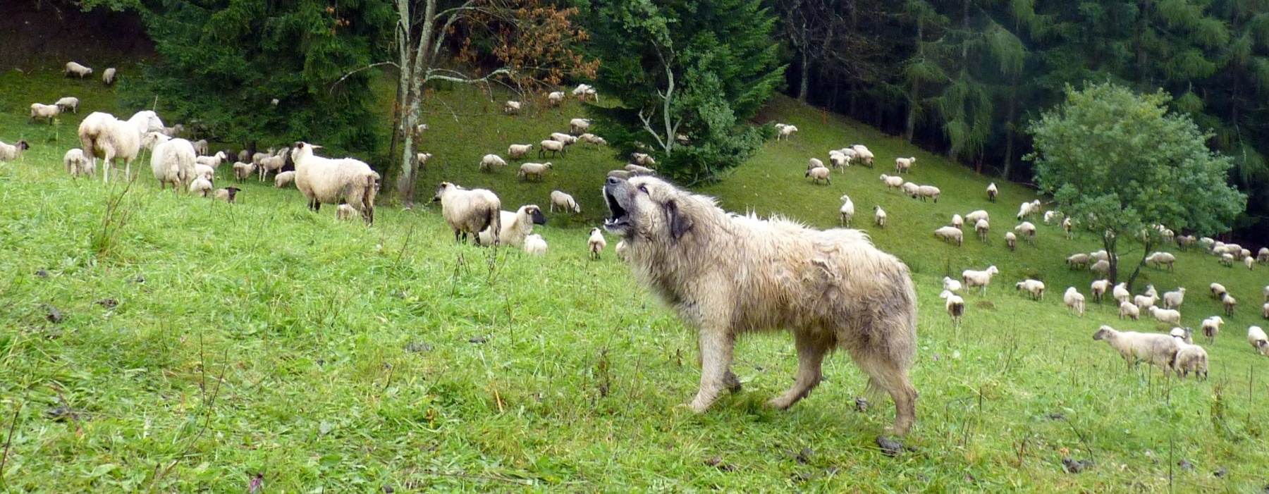Jde to: na Broumovsku proběhla praktická ukázka, jak zabezpečovat hospodářská zvířata proti vlkům