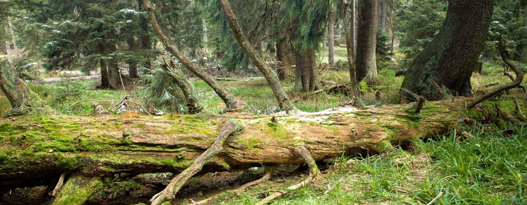 Lesy v jesenických NPR: zásahy proti kůrovci jen někde a za přísných podmínek