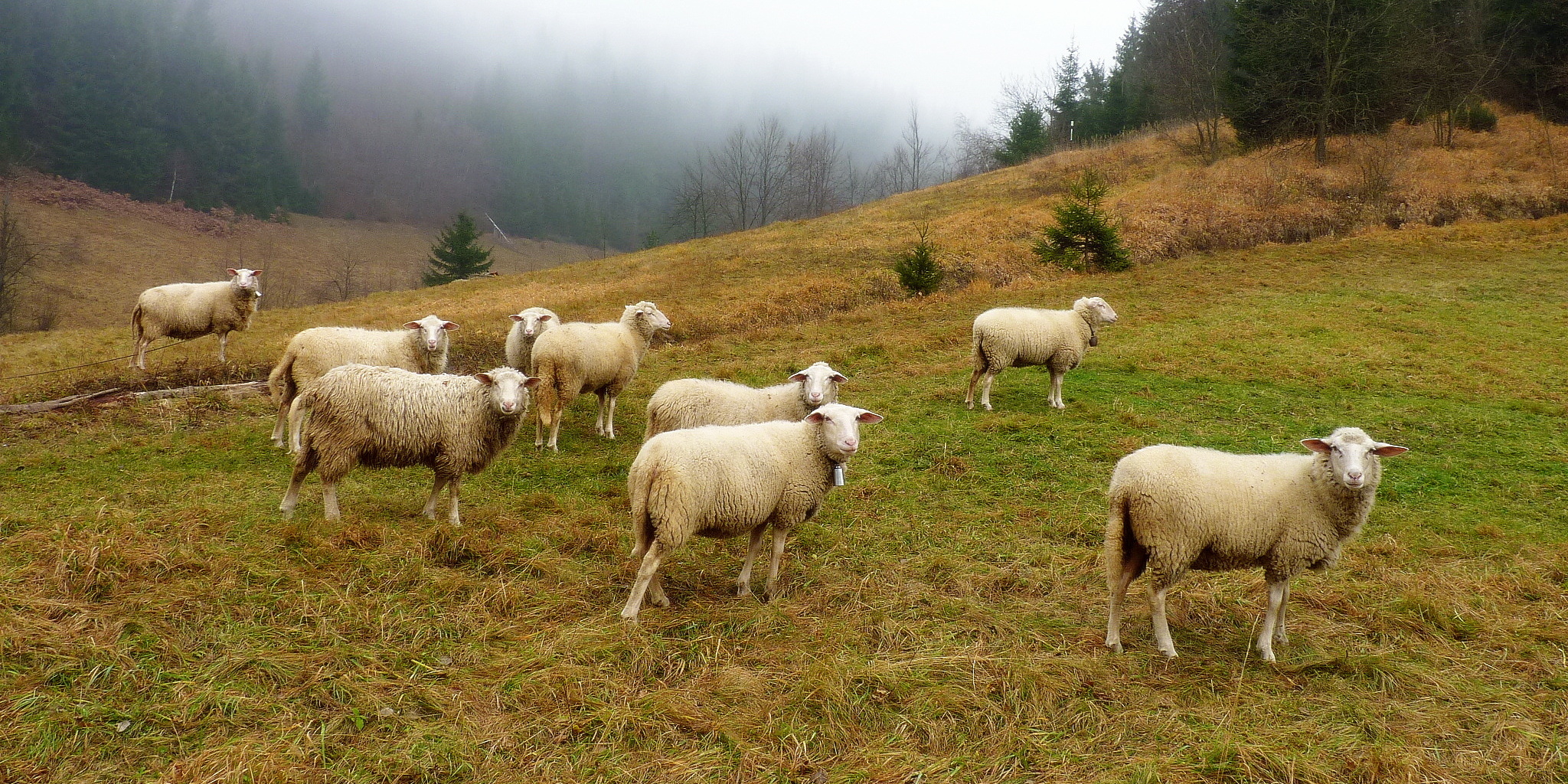 Pastva ovcí.