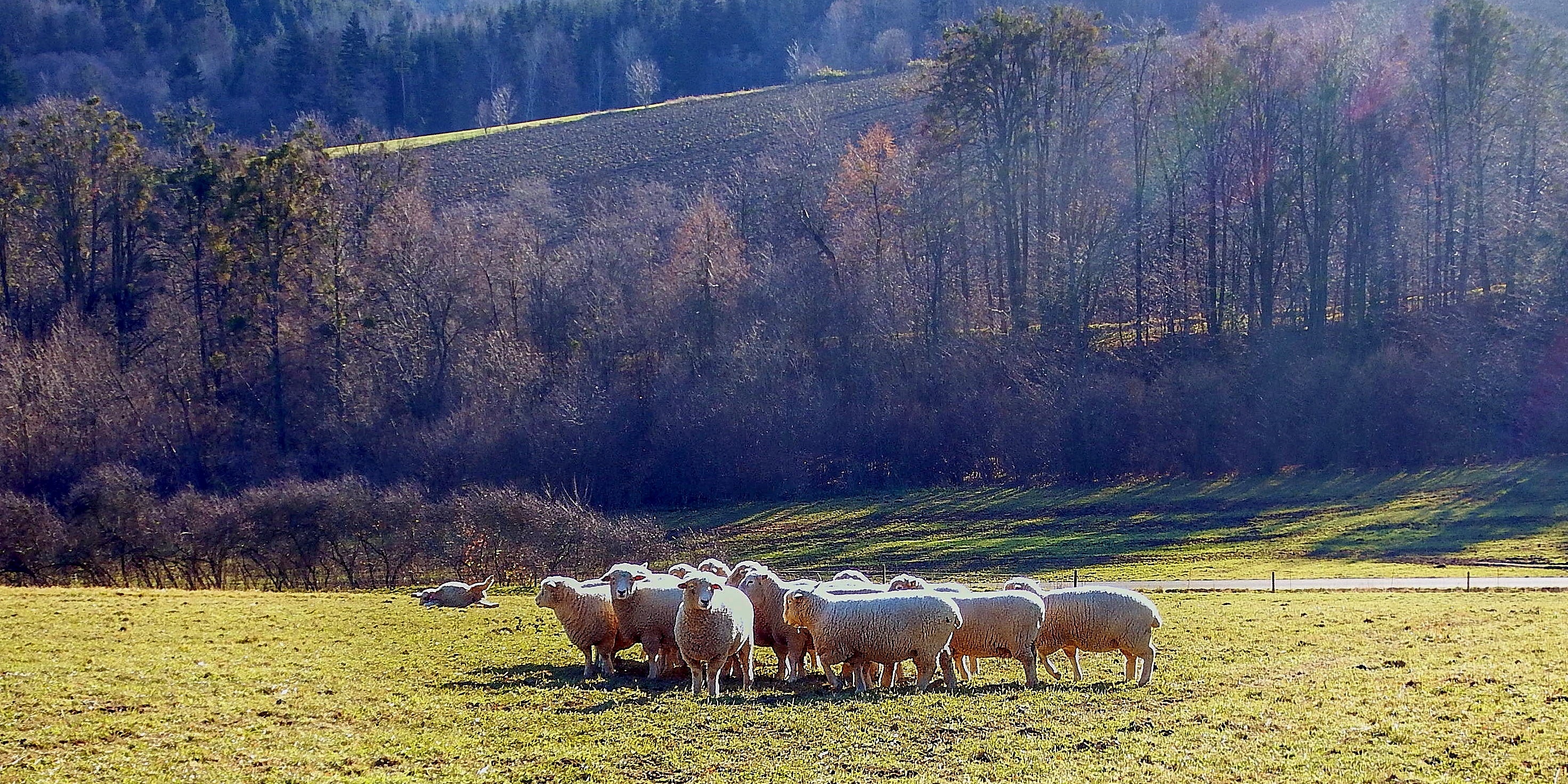Stádo ovcí na louce.