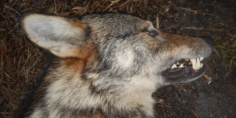 Uhynulý vlk obecný.