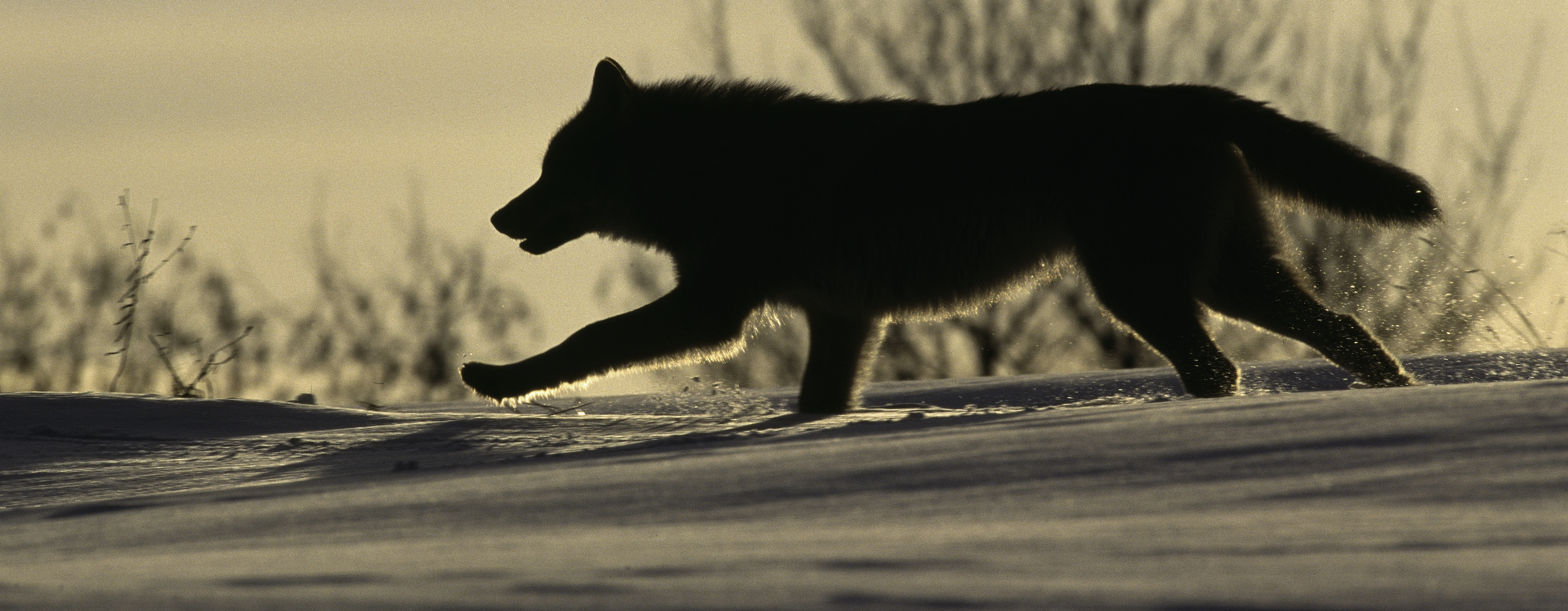 DNA odhaluje cestu alpského vlka na Moravu