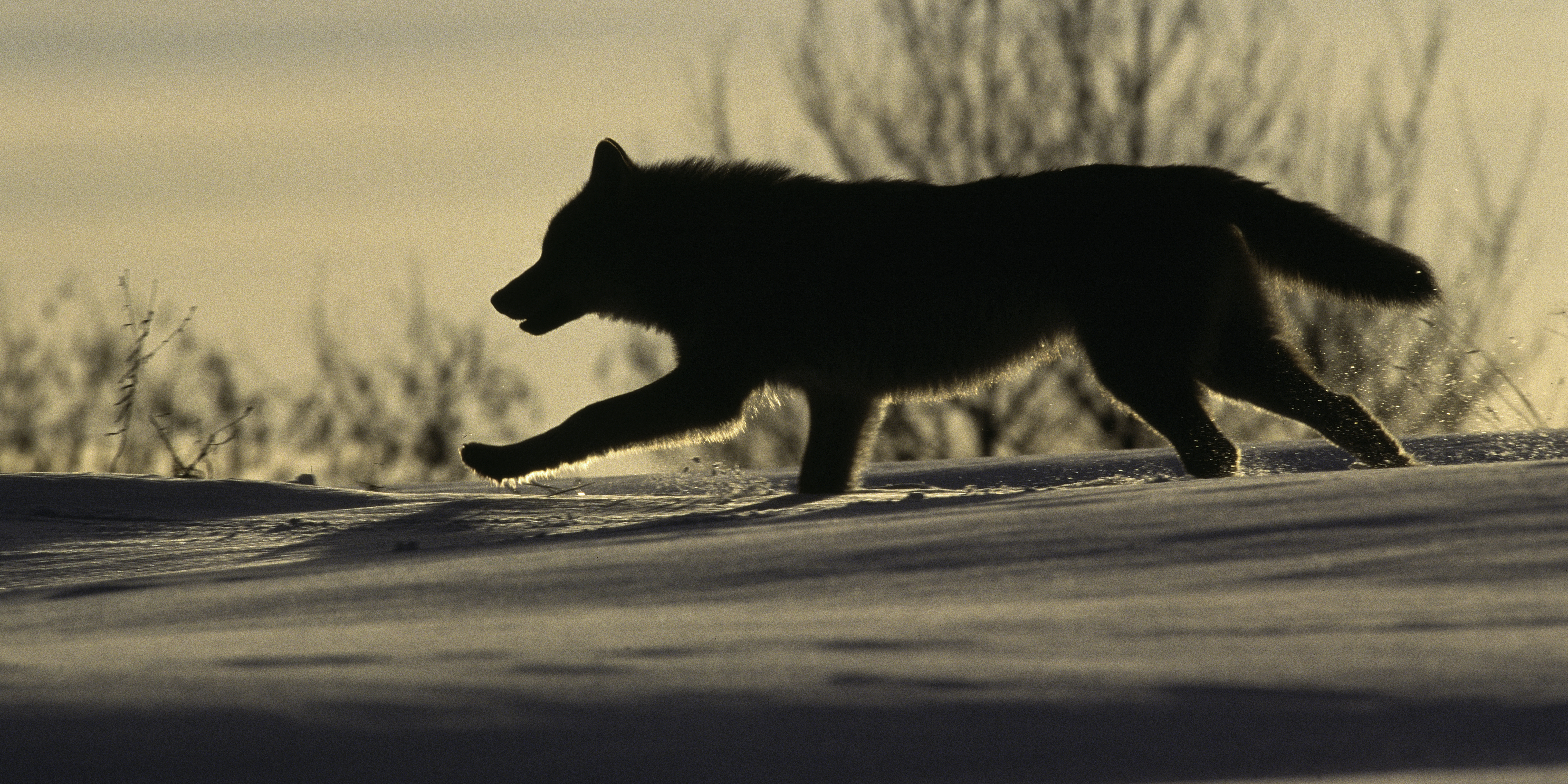 Ilustrační fotografie vlka ve sněhu.