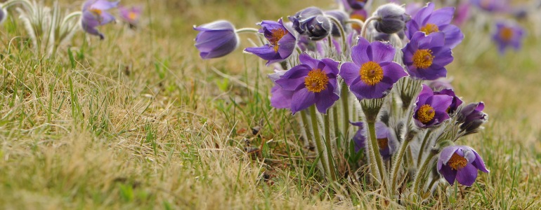 The Eastern Pasqueflower in the Bohemian Karst After Sixty Years