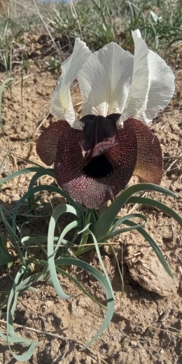Iris elegantissima_Jindřich Chlapek