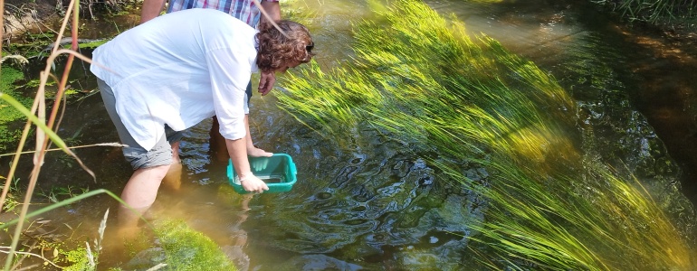 Více než dvě stovky kriticky ohrožených perlorodek byly dnes vypuštěny do řeky Malše v Novohradských horách