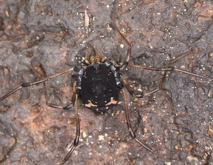 Karpatští endemité pavoukovců v Beskydech