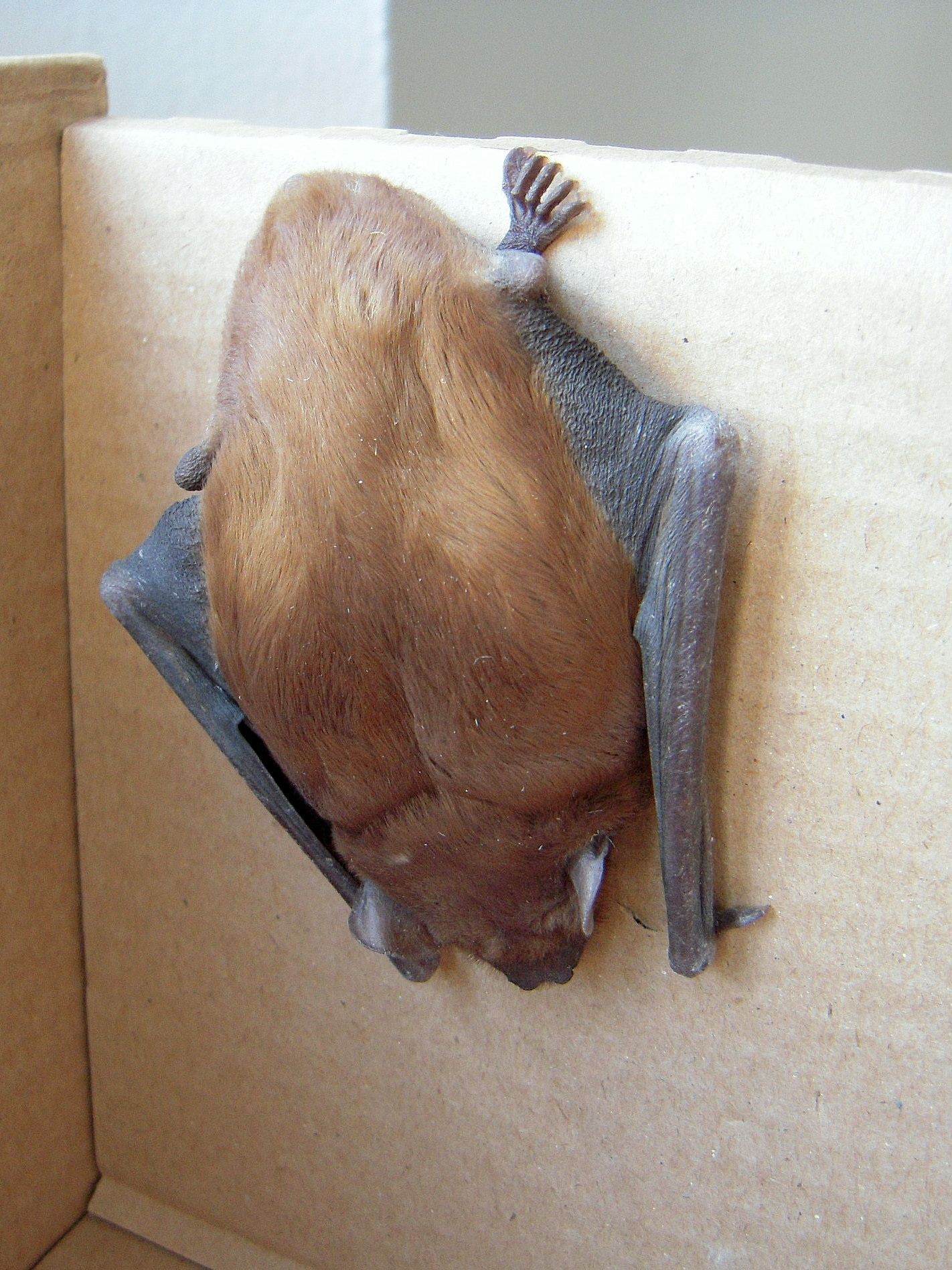 Zachráněný netopýr v krabici.