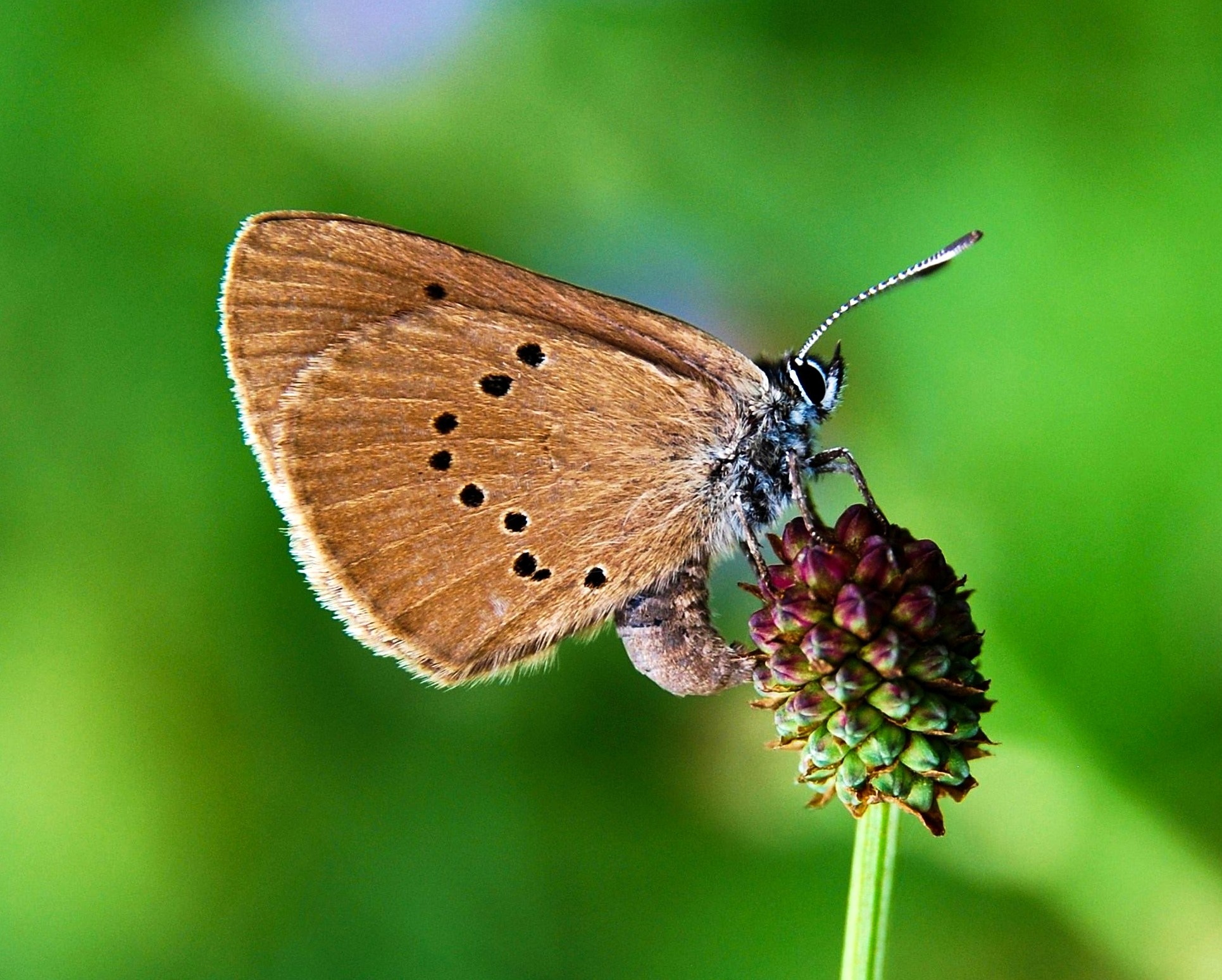 Detail motýla.