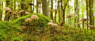 Do lesa na houby