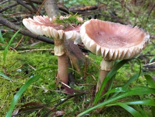 Vzrostlá houba v lese.