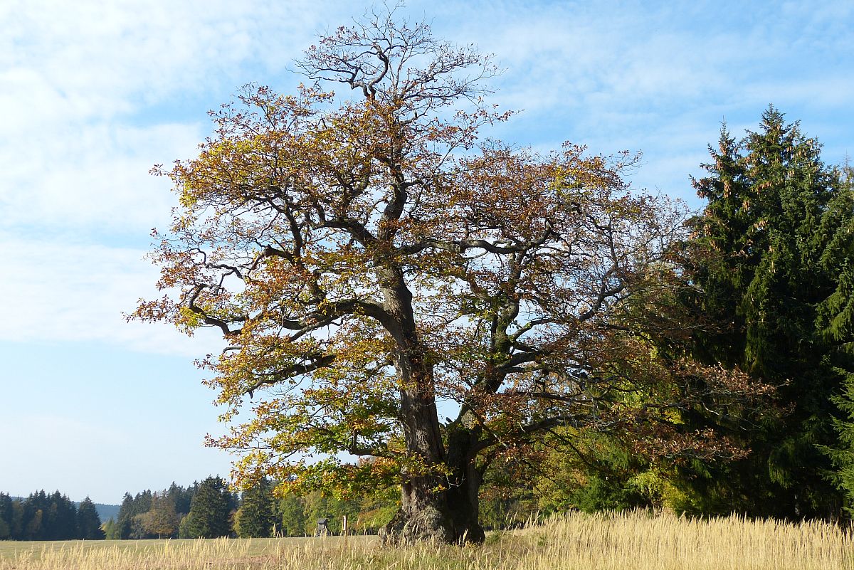 Památný strom v CHKO Brdy.