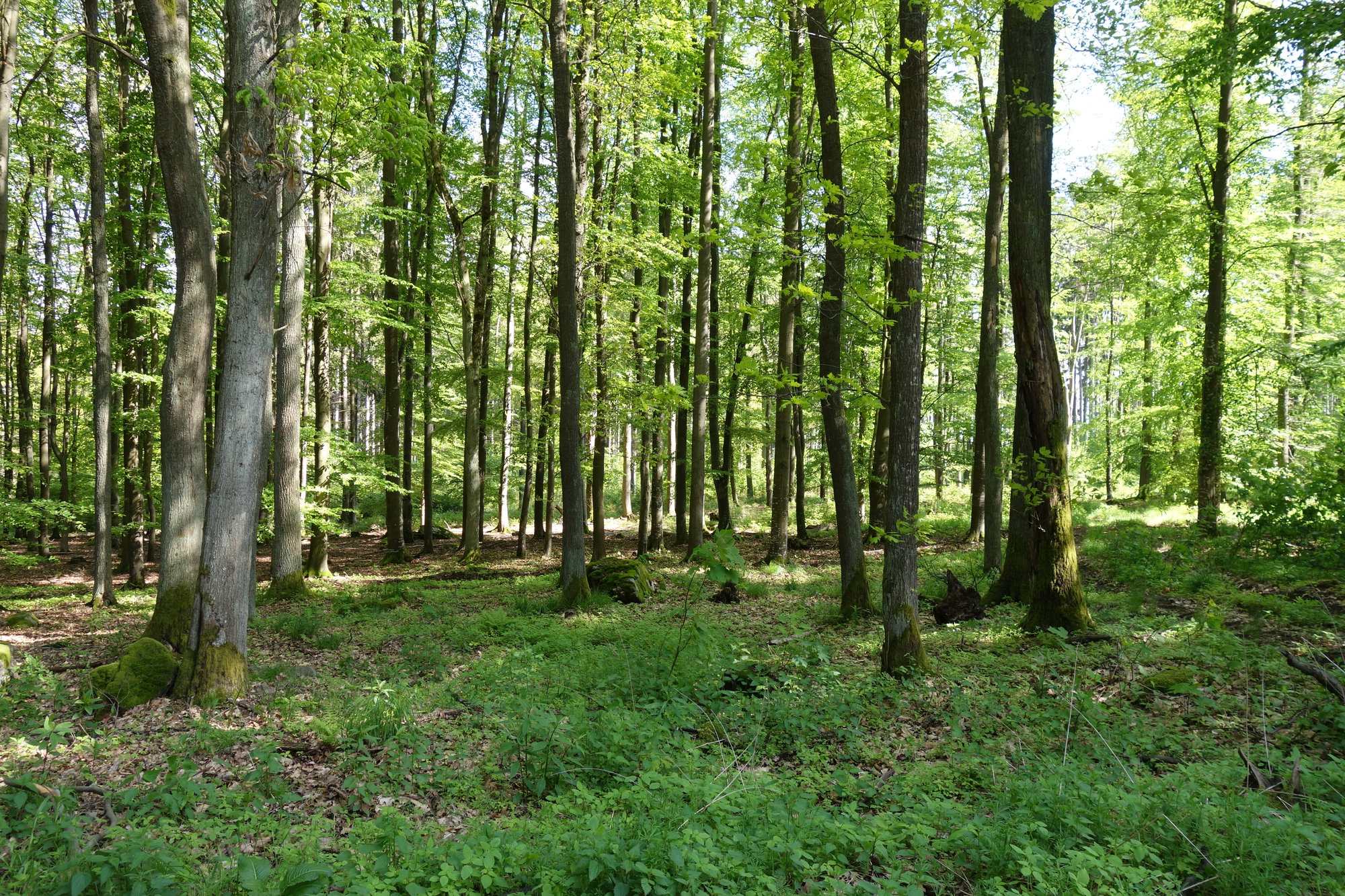 Les na Petráčkově hoře
