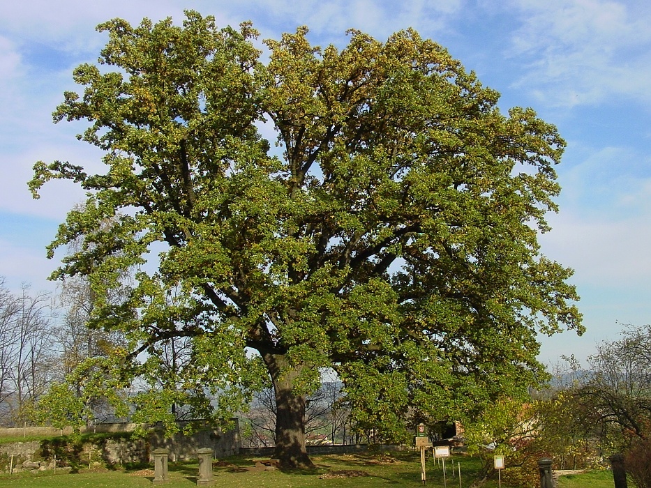 Klášterní dub v Broumově - dub letní.