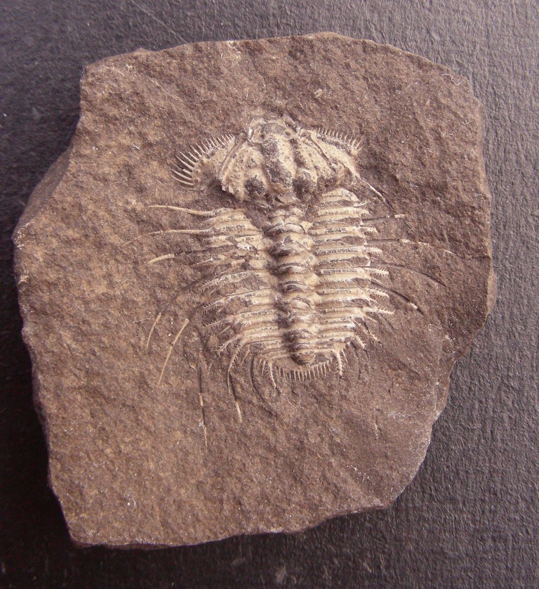 Vzácný trilobit Miraspis mira.