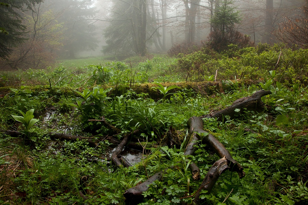 Lesní prameniště v Šerlišském lese detail.