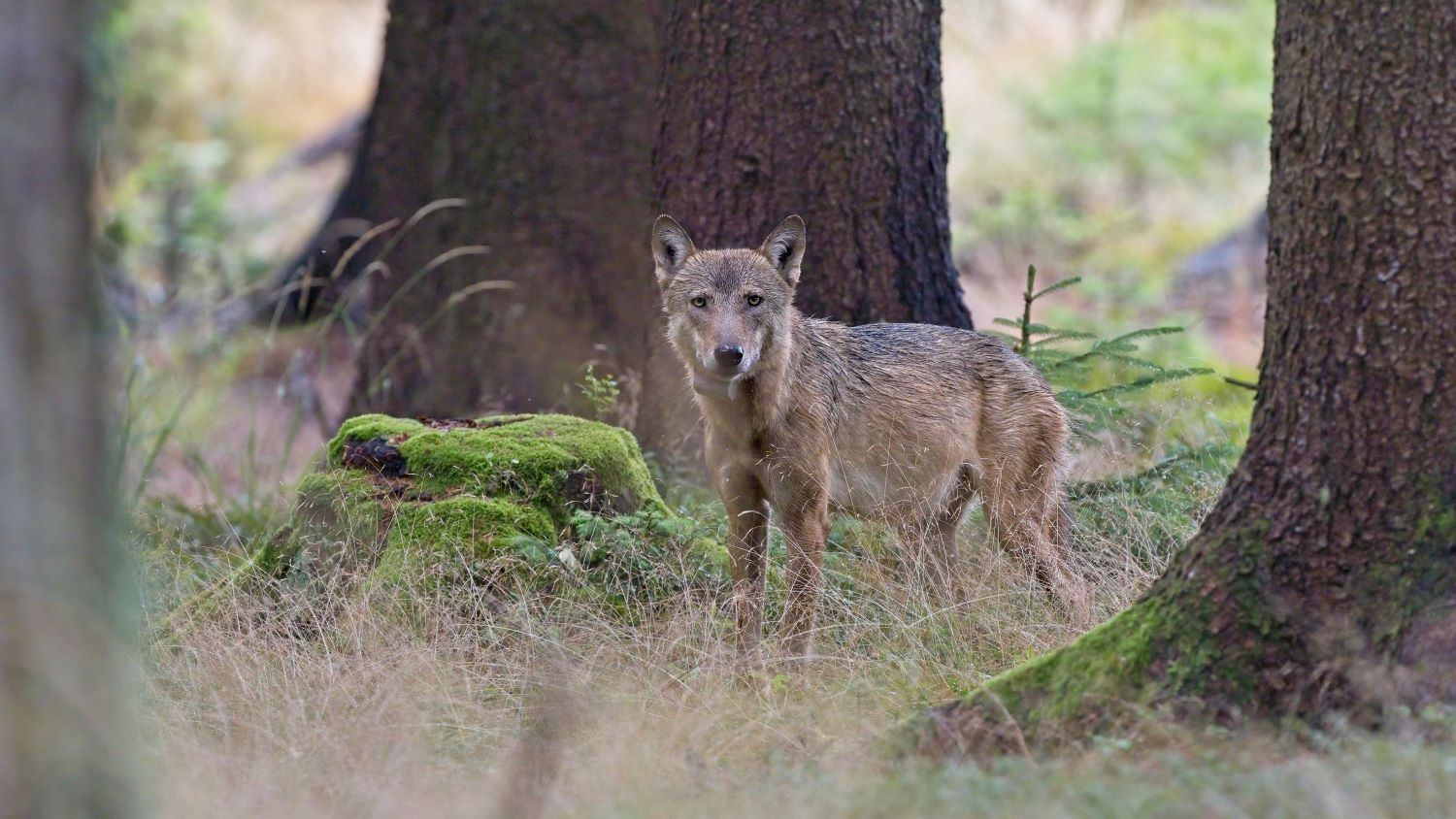 vlk obecný, foto: Jan Kuchynka