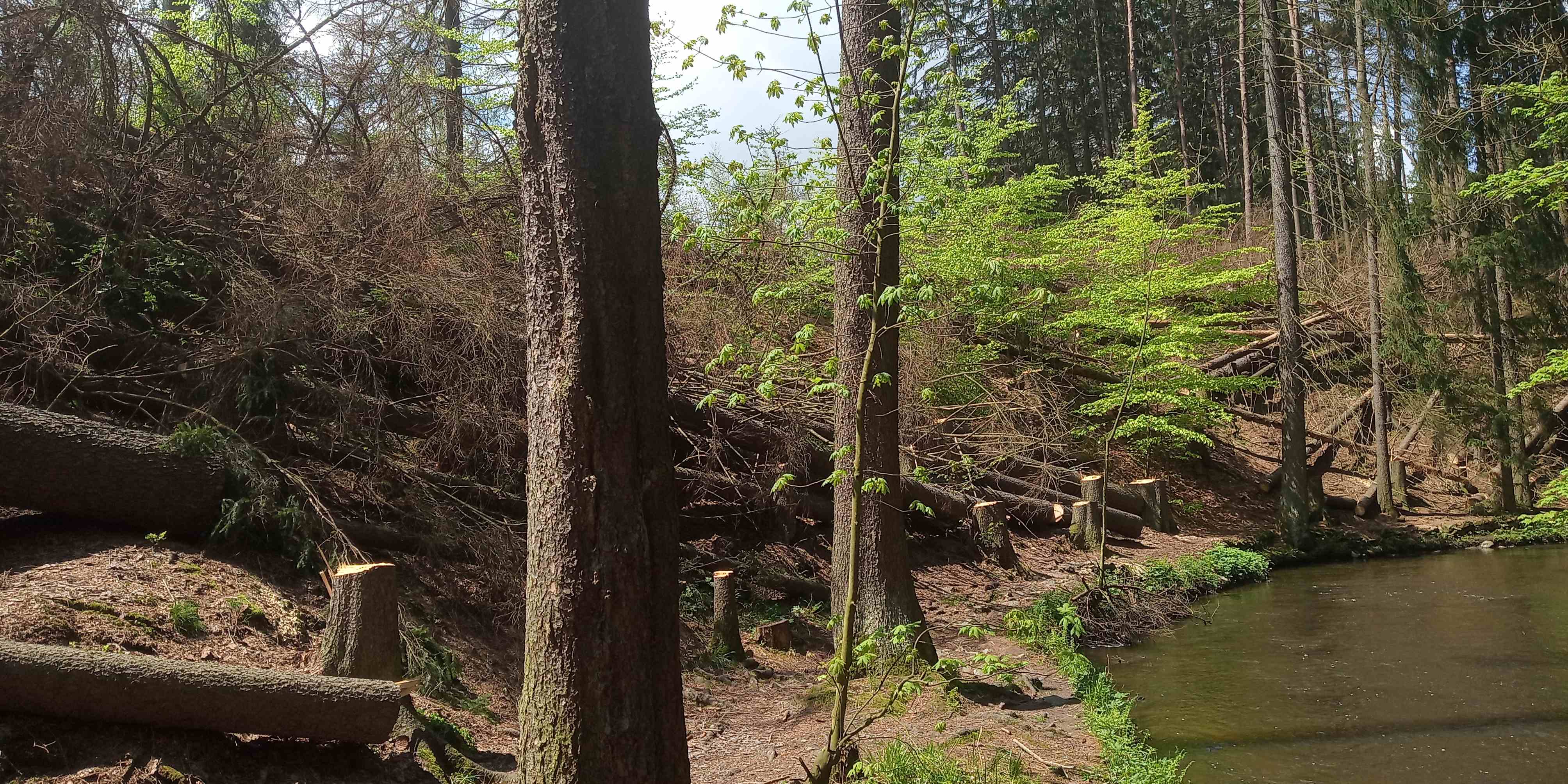 Nová generace listnatého lesa mezi pokácenými smrky. Foto: Aleš Kopecký