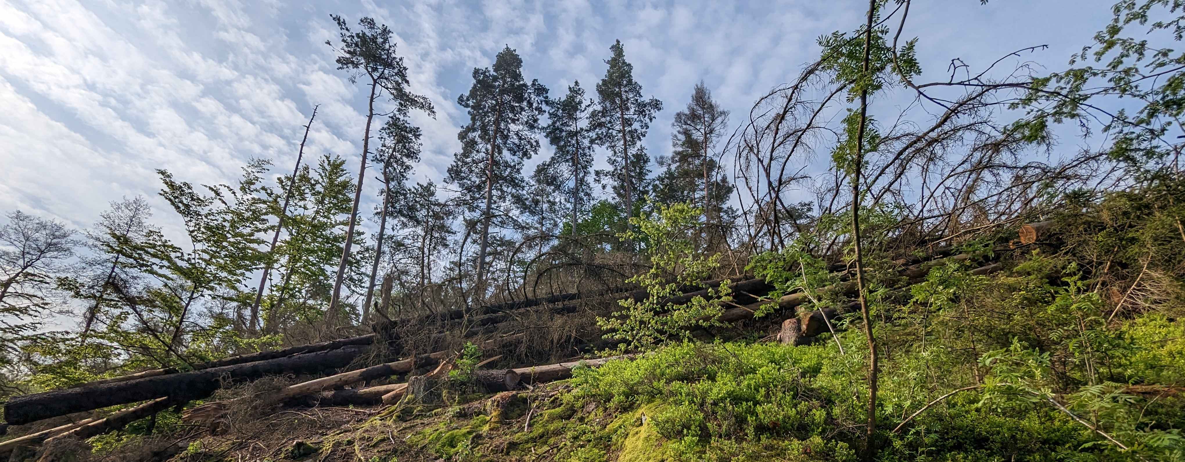 Kvůli bezpečnosti návštěvníků se musí pokácet některé suché smrky v přírodní rezervaci Údolí Doubravy