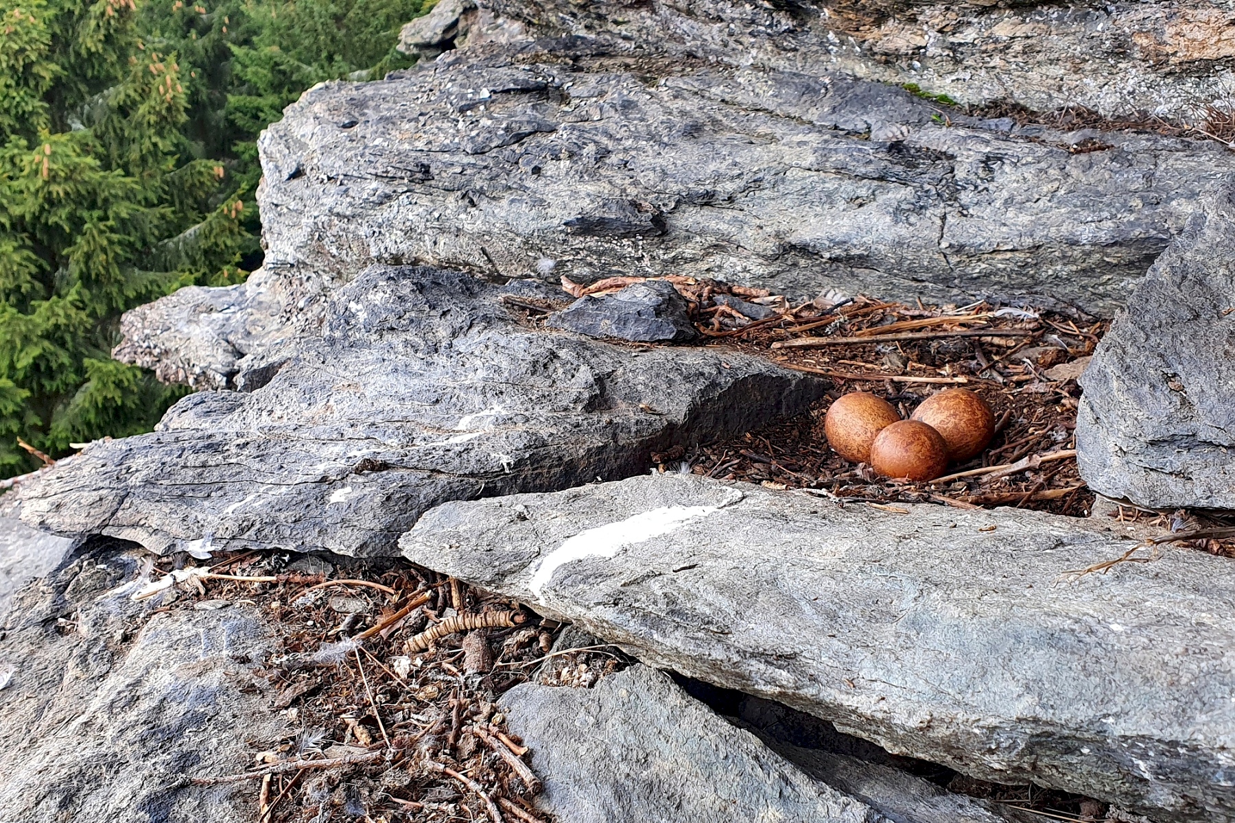 Sokolí hnízdo s vejci.
